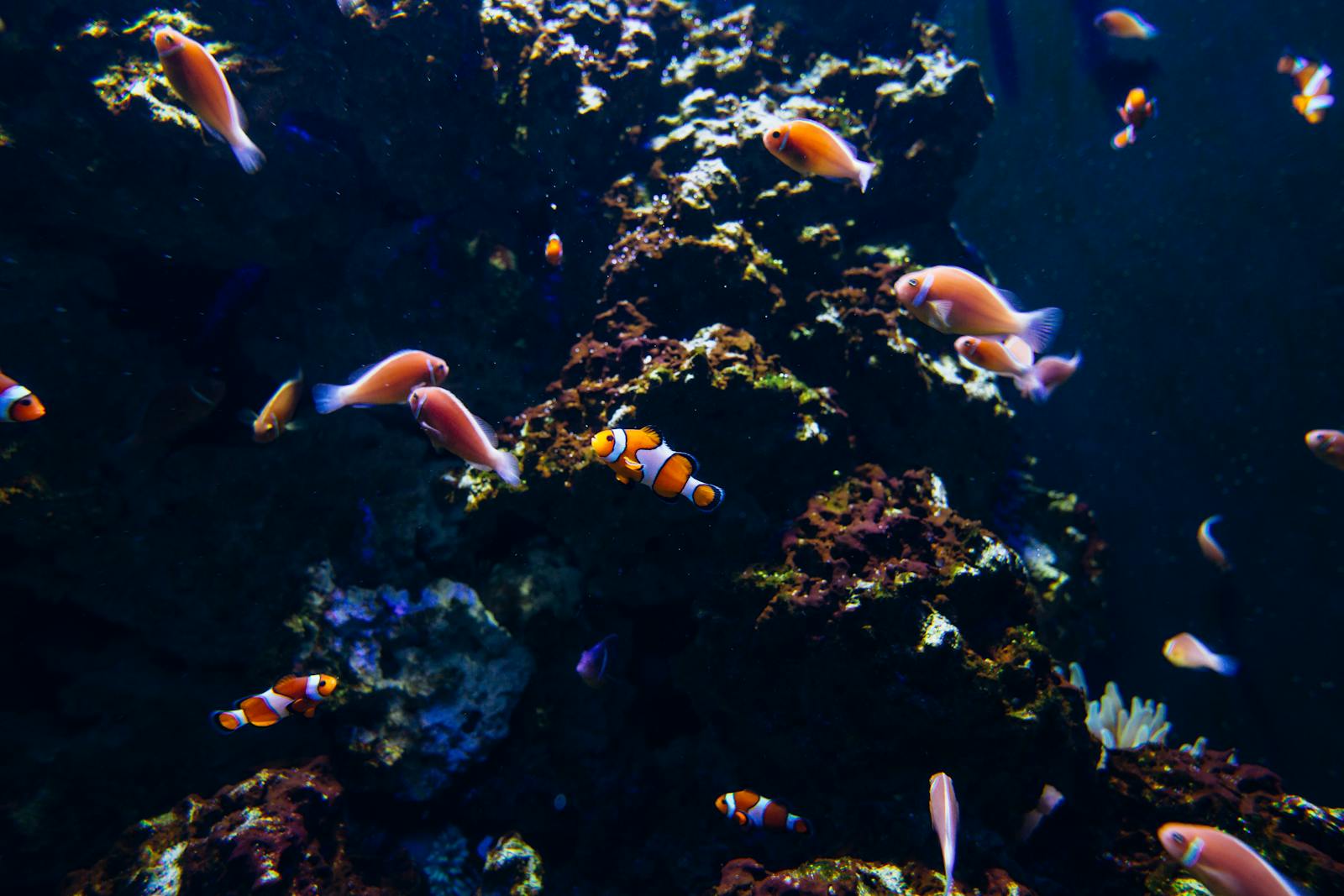 A colorful underwater scene featuring clownfish swimming around vibrant corals.